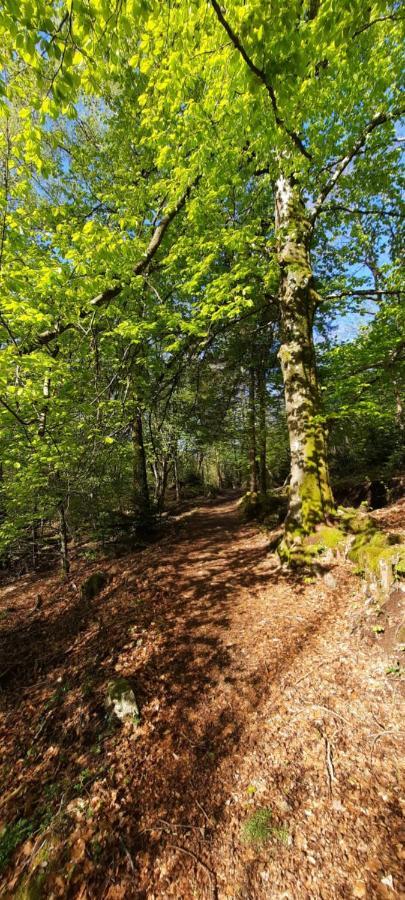 Gite Des 3 Jonquilles Saint-Maurice-sur-Moselle Ngoại thất bức ảnh